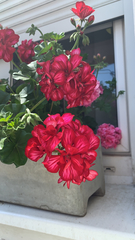 Ciconium