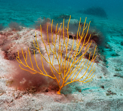 Leptogorgia viminalis