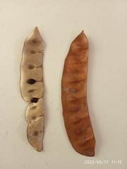 Senegalia polyphylla