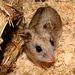 Rat-like Hamsters - Photo Tristanspotter, no known copyright restrictions (public domain)