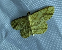 Synegia