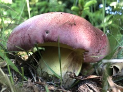 Butyriboletus regius