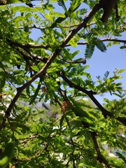 Vachellia farnesiana