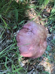 Butyriboletus regius