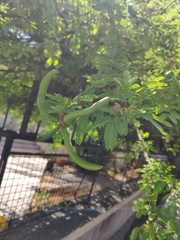 Vachellia farnesiana