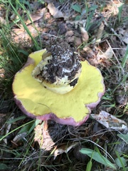 Butyriboletus regius