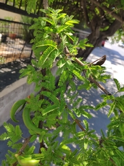 Vachellia farnesiana