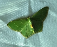 Chloropteryx nordicaria