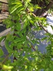 Vachellia farnesiana