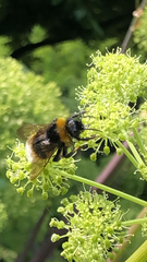 Bombus pratorum