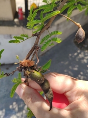 Vachellia farnesiana