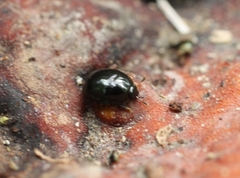 Cyllodes ater