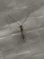 Insecta