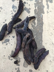 Vachellia farnesiana