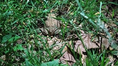 Bufo spinosus