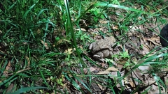 Bufo spinosus