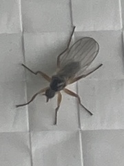 Insecta