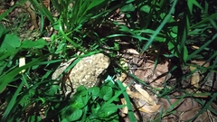 Bufo spinosus