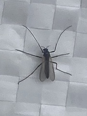 Insecta