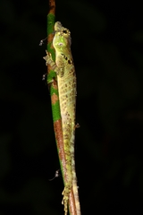 Anolis latifrons