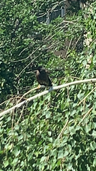 Acridotheres tristis