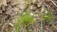 Isolepis setacea