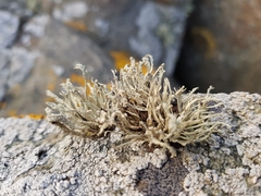 Ramalina cuspidata