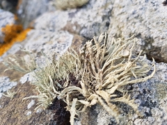 Ramalina cuspidata