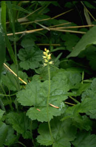 Bensoniella oregona