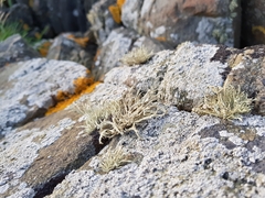 Ramalina cuspidata