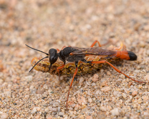 Vespas-da-areia Ammophila