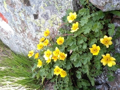 Geum reptans