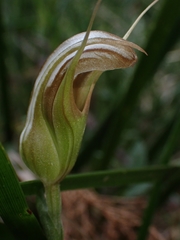 Pterostylis ophioglossa
