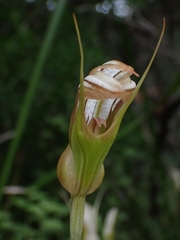 Pterostylis ophioglossa