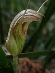 Pterostylis ophioglossa