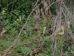 Pterostylis ophioglossa