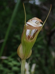 Pterostylis ophioglossa