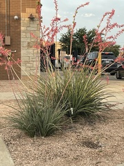 Hesperaloe
