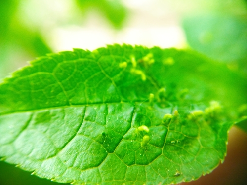 Phyllocoptes eupadi nuotrauka