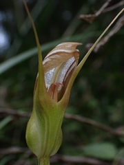 Pterostylis ophioglossa