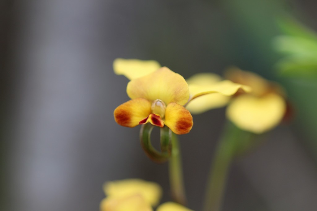 Diuris porrifolia