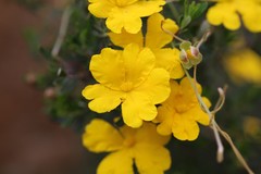 Hibbertia hypericoides hypericoides