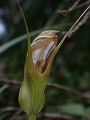 Pterostylis ophioglossa