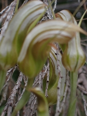 Pterostylis ophioglossa