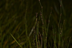 Sporadanthus interruptus