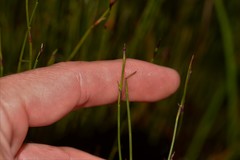 Sporadanthus interruptus
