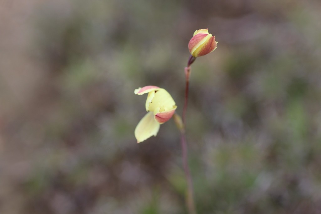 Thelymitra antennifera