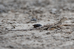 Phrynocephalus guttatus