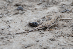 Phrynocephalus guttatus