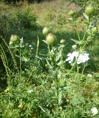 Cirsium ukranicum